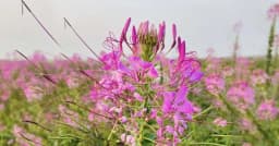 প্রকৃতির রঙে রঙিন করিমগঞ্জের বড় হাওর, ছড়িয়ে পড়ছে হুরহুরে ফুল