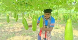 জীবননগরে মাচা পদ্ধতিতে লাউ চাষে সফলতার স্বপ্ন তরুণ উদ্যোক্তার