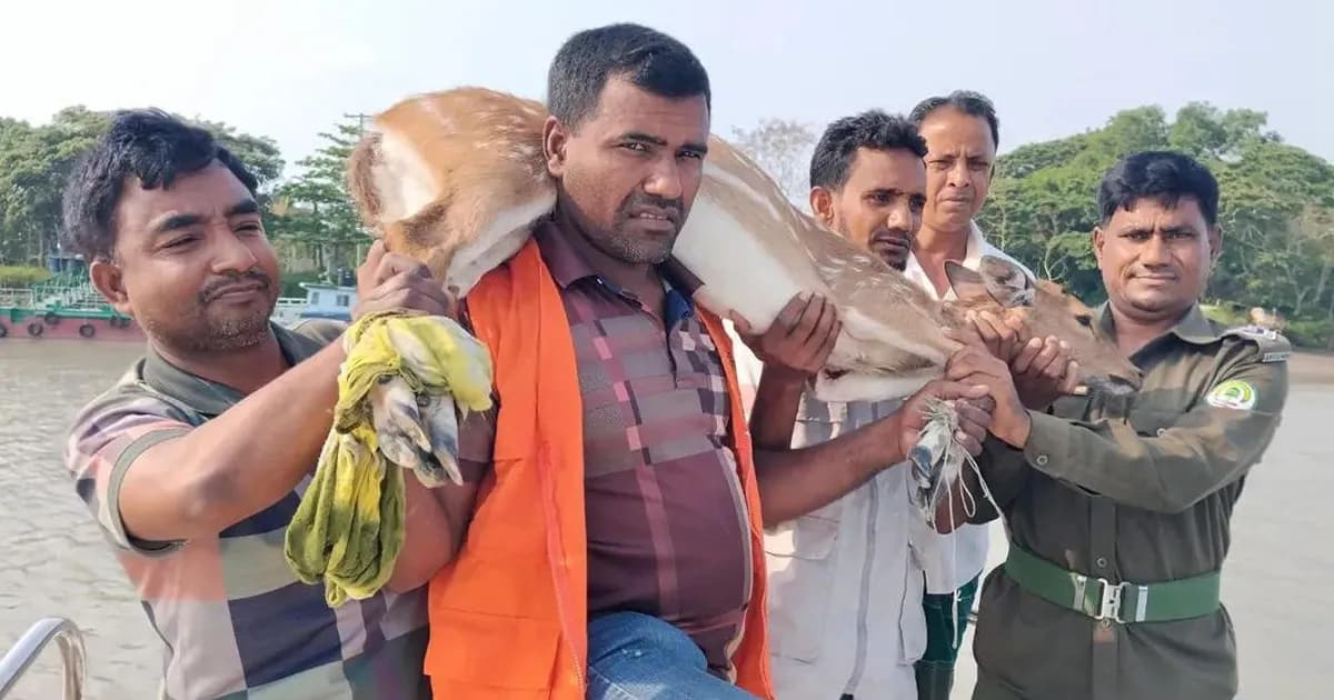 বাঘের তাড়া খেয়ে লোকালয়ে হরিণ, পরে সুন্দরবনে অবমুক্ত