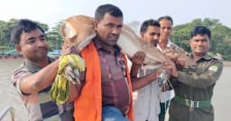 বাঘের তাড়া খেয়ে লোকালয়ে হরিণ, পরে সুন্দরবনে অবমুক্ত