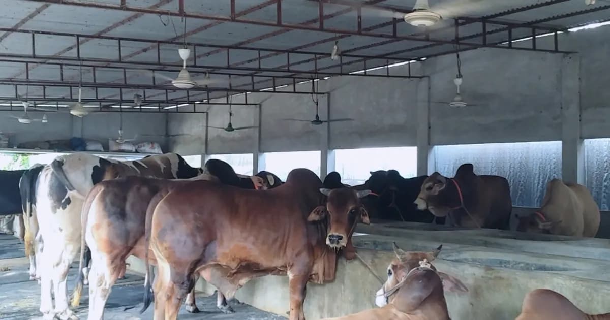 ফরিদপুরের নগরকান্দায় জমে উঠেছে কোরবানির পশু প্রস্তুতি