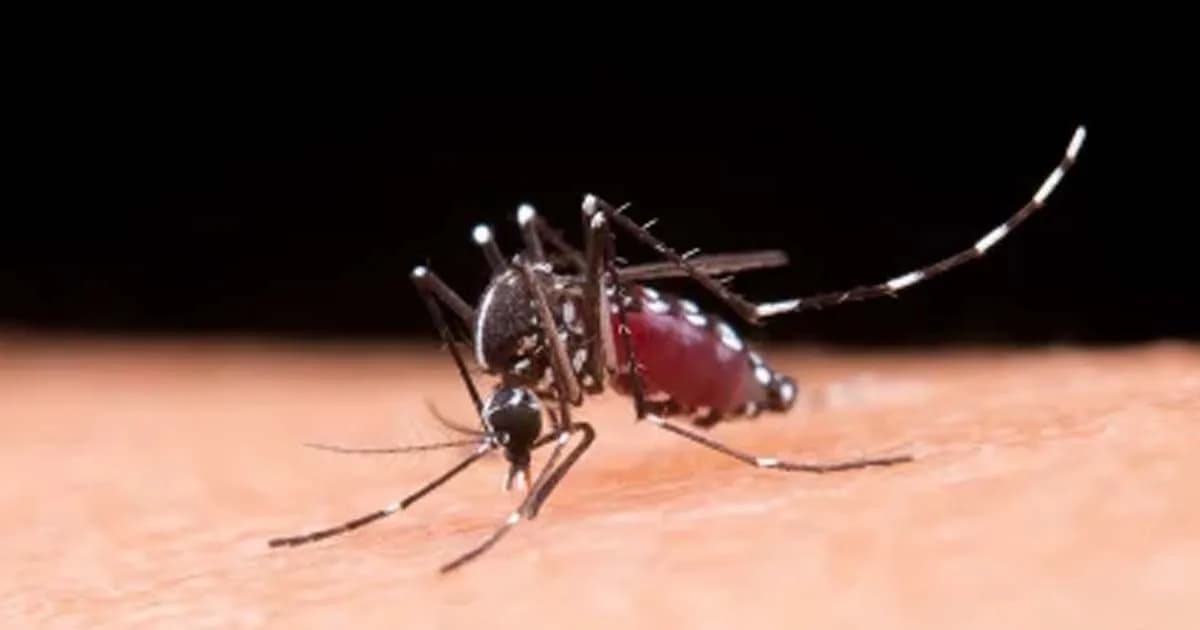 ডেঙ্গুতে আরও ৩ জনের মৃত্যু, হাসপাতালে ভর্তি ৯১২