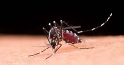 ডেঙ্গুতে আরও ৩ জনের মৃত্যু, হাসপাতালে ভর্তি ৯১২