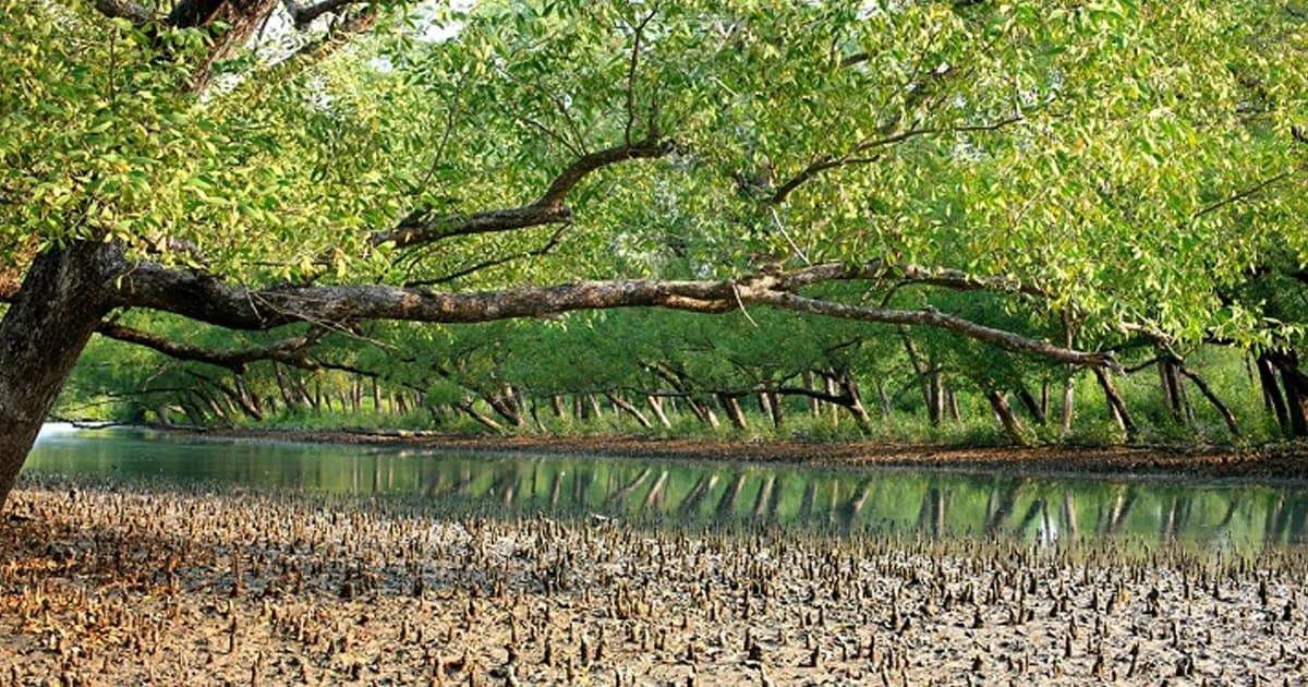 তিন মাসের নিষেধাজ্ঞা শেষে আজ খুলছে সুন্দরবন