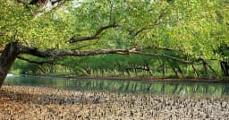 তিন মাসের নিষেধাজ্ঞা শেষে আজ খুলছে সুন্দরবন