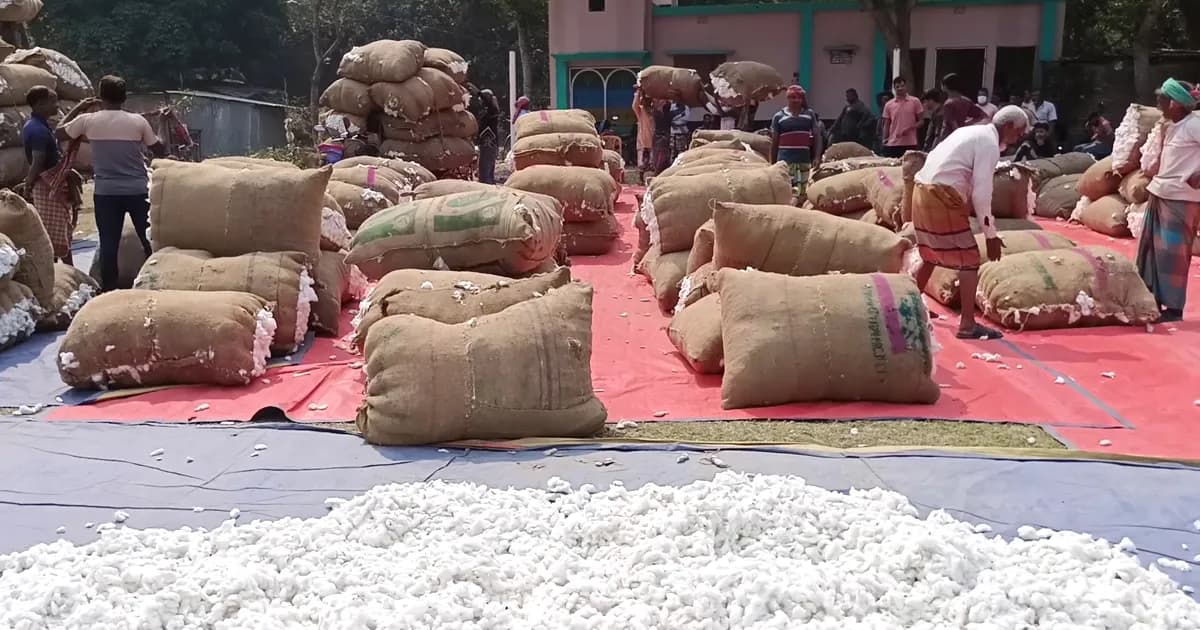 দৌলতপুরে জমজমাট তুলার হাট, দাম নিয়ে ক্ষুব্ধ কৃষক