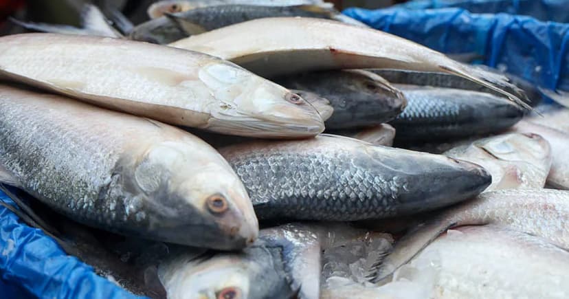 ভারত থেকে প্রথমবার বাংলাদেশে এলো ‘স্বাদ-গন্ধহীন’ ইলিশ