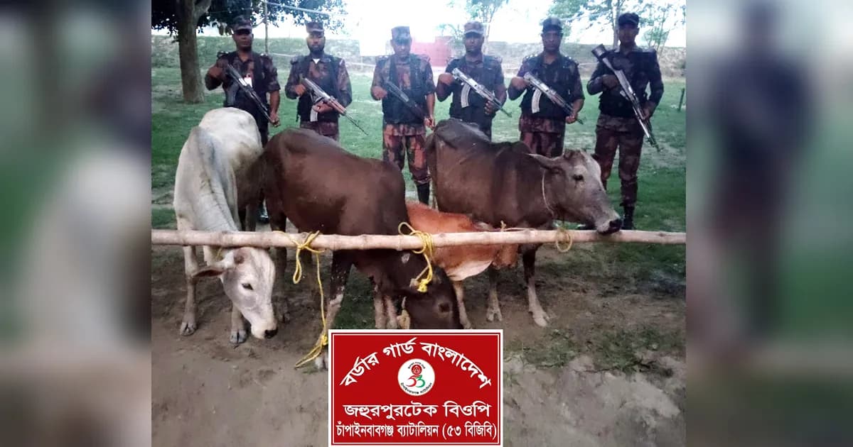 চাঁপাইনবাবগঞ্জ সীমান্তে বিজিবির অভিযানে ৪ ভারতীয় গরু জব্দ