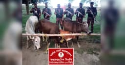 চাঁপাইনবাবগঞ্জ সীমান্তে বিজিবির অভিযানে ৪ ভারতীয় গরু জব্দ