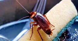 শীতের রাতে তেলাপোকার উপদ্রব বন্ধের উপায়