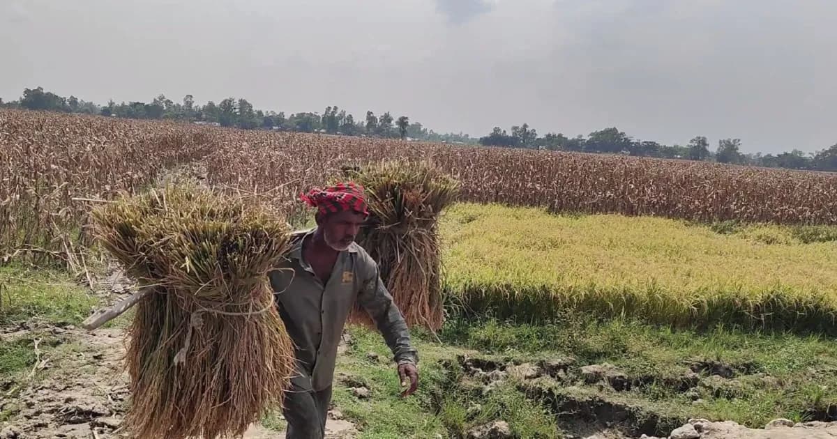সার-বিষসহ বাজারে সব পণ্যের দাম বাড়লেও বাড়ে না শুধু ধানের দাম