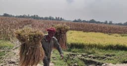সার-বিষসহ বাজারে সব পণ্যের দাম বাড়লেও বাড়ে না শুধু ধানের দাম