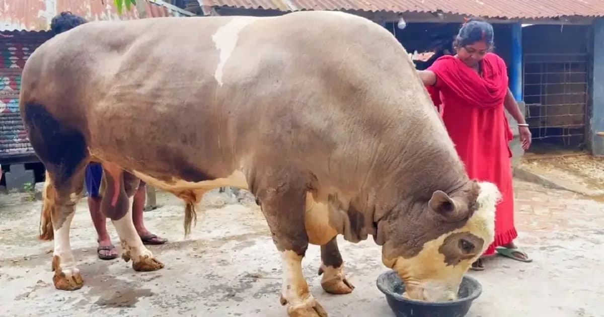 দড়ি ছাড়াই চলাফেরা করে ১৩শ কেজির ‘নেইমার’