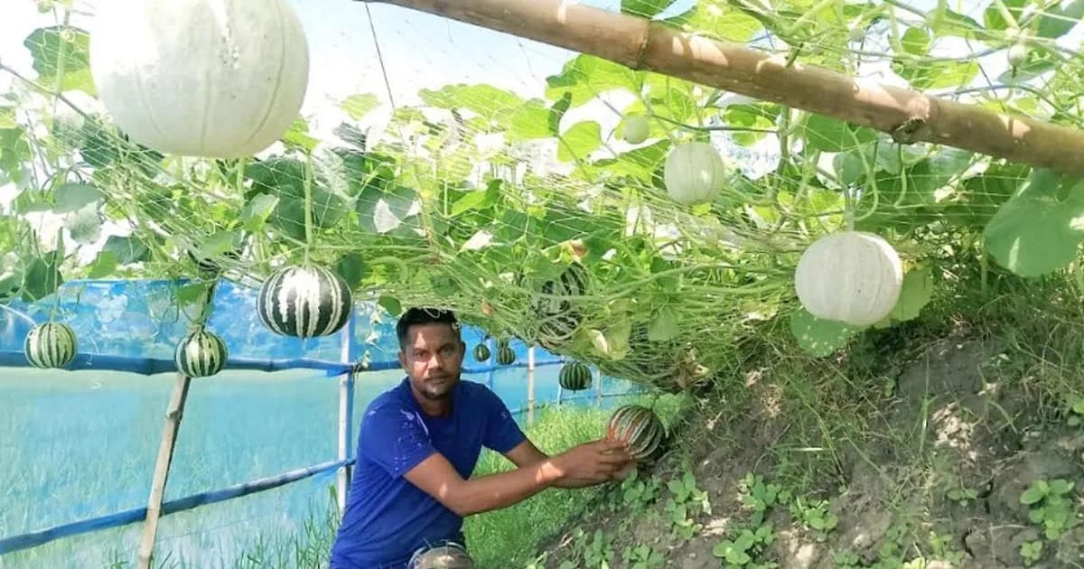 পাইকগাছায় ১৭৩ জাতের ফল ও সবজি চাষে স্বাবলম্বী তরুণ উদ্যোক্তা বিধান