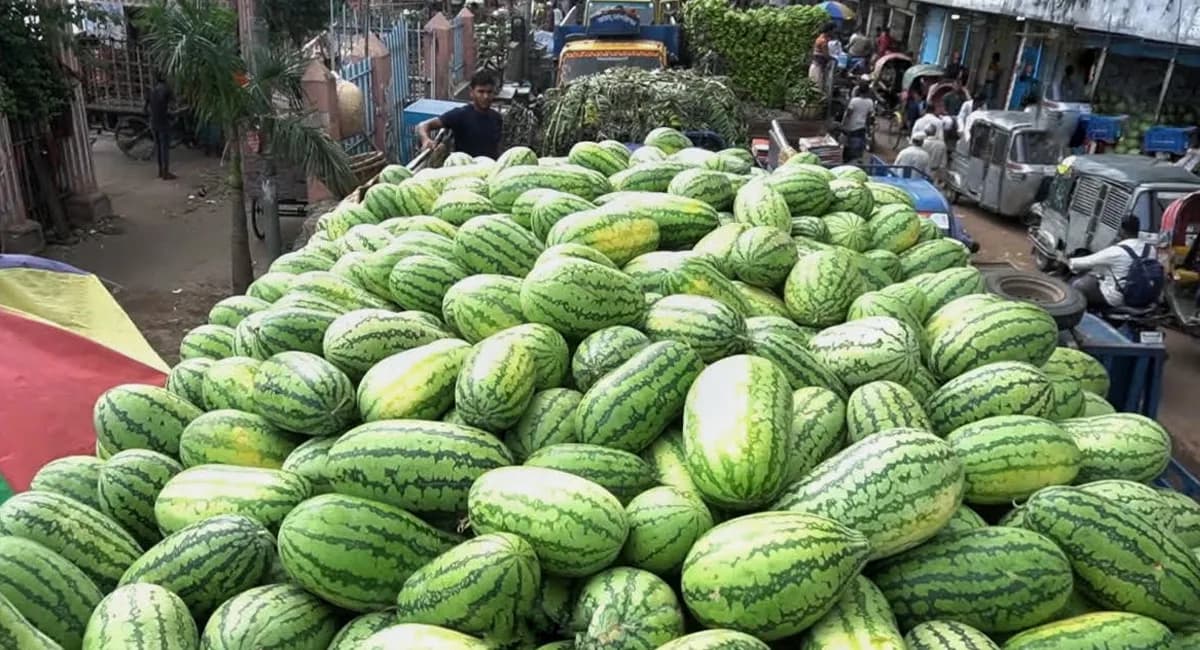 খুলনায় তরমুজ চাষ কমলেও খুশি কৃষক