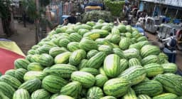 খুলনায় তরমুজ চাষ কমলেও খুশি কৃষক