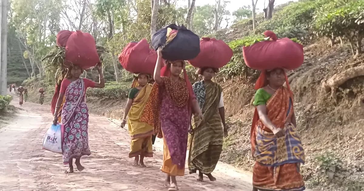 মে দিবসেও বদলায়নি চা শ্রমিকদের জীবন