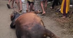 ঈদের আগে বজ্রপাতে কোরবানির গরুর মৃত্যু