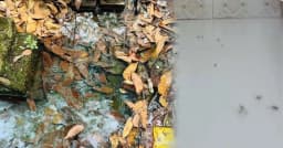 ইবিতে মশার তাণ্ডবে অসহনীয় যন্ত্রণায় চুপচাপ প্রশাসন