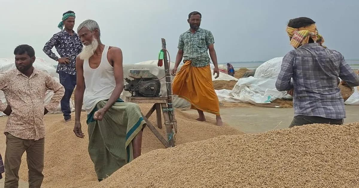 ধর্মপাশ ও মধ্যনগরে ধান-চালের দাম কমেছে সংকটে কৃষক