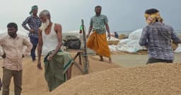 ধর্মপাশ ও মধ্যনগরে ধান-চালের দাম কমেছে সংকটে কৃষক