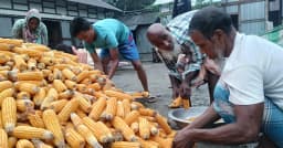 কালবৈশাখীর থাবায় ভুট্টা চাষে বড় ধাক্কা, উঠোনেই ‘ঘামছে’ কৃষকের স্বপ্ন