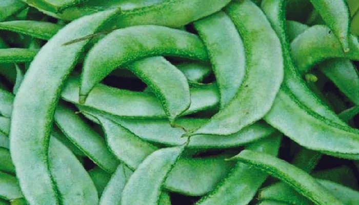 শিমের যত পুষ্টিগুণ: শীতের সবজিতে স্বাস্থ্য সুরক্ষা