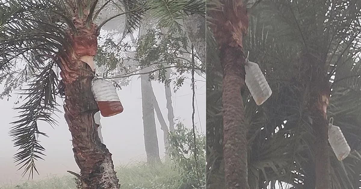খেজুর রস সংগ্রহে নতুন পথ, গাছিরা ঝুঁকছেন প্লাস্টিক বোতলে