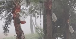 খেজুর রস সংগ্রহে নতুন পথ, গাছিরা ঝুঁকছেন প্লাস্টিক বোতলে