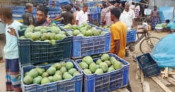 কালীরহাটে প্রতিদিন দেড় থেকে দুই কোটি টাকার আম বেচাকেনা