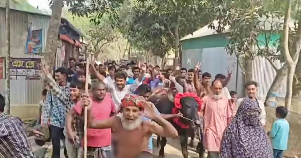 ধানের শীষের জয়, বাজিতে মিলল মহিষ, গ্রামজুড়ে চাঞ্চল্য