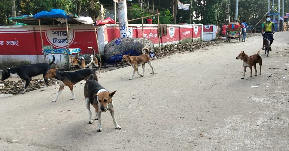 কাপাসিয়ায় বেওয়ারিশ কুকুরের উপদ্রব, ঝুঁকিতে পথচারীরা