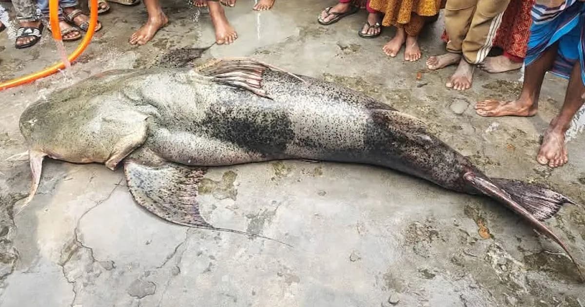 যমুনায় জেলের বড়শিতে ধরা পড়ল ১০৫ কেজির বিশাল বাগাড়