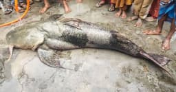 যমুনায় জেলের বড়শিতে ধরা পড়ল ১০৫ কেজির বিশাল বাগাড়