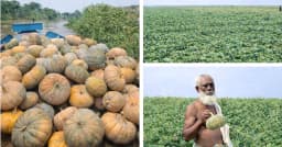 মৌলভীবাজারে মিষ্টি কুমড়ার বাম্পার ফলন, কৃষকের মুখে হাসি