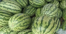 তরমুজের দাম কমে নেমেছে ৬০ টাকায়, তবুও বাজারে ক্রেতা সংকট