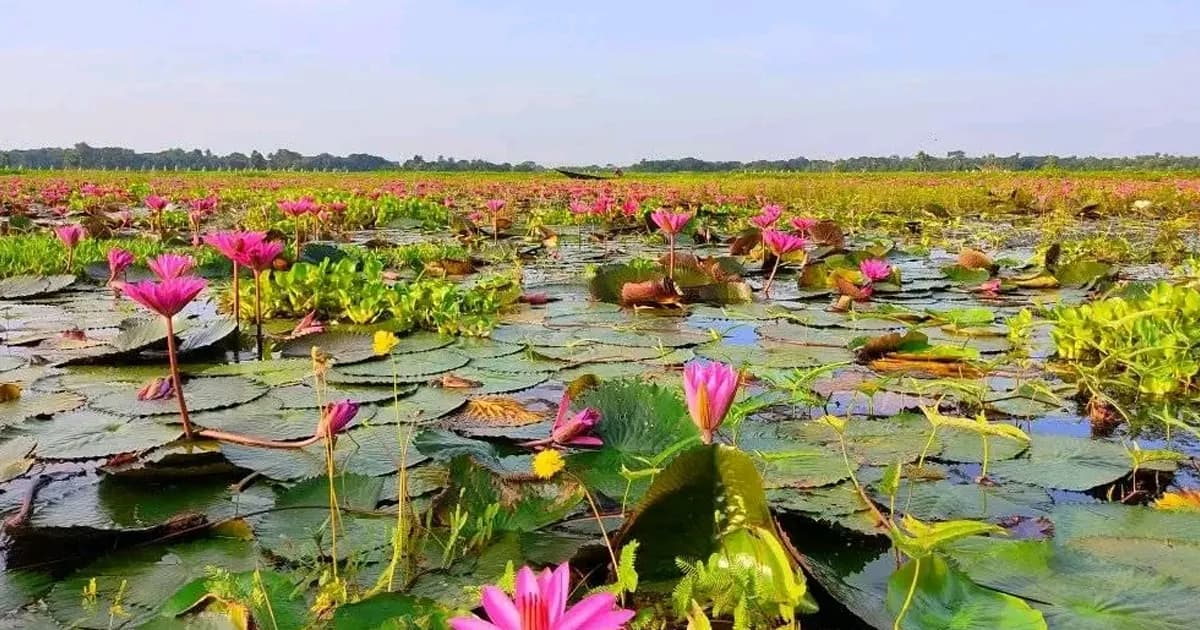 লাল শাপলার সৌন্দর্যে মুগ্ধ মধুখালীর দর্শনার্থীরা