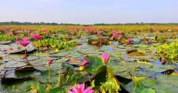 লাল শাপলার সৌন্দর্যে মুগ্ধ মধুখালীর দর্শনার্থীরা