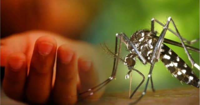 ২৪ ঘণ্টায় ডেঙ্গুতে প্রাণ হারালেন আরও ৫ জন