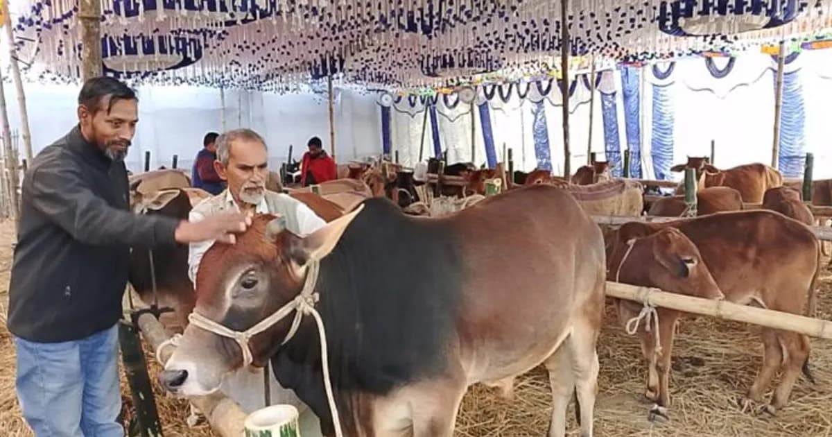 শ্রীপুর থেকে বিশ্ব জাকির মঞ্জিল দরবারে পাঠানো হচ্ছে অর্ধশতাধিক গরু