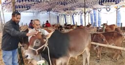 শ্রীপুর থেকে বিশ্ব জাকির মঞ্জিল দরবারে পাঠানো হচ্ছে অর্ধশতাধিক গরু