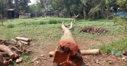 অর্ধশত বছরের পুরনো গাছ কেটে জমি দখলের চেষ্টা