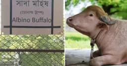 ‘ডোনাল্ড ট্রাম্প’ নামের বানান ভুল, চিড়িয়াখানার কিউরেটর বদলি