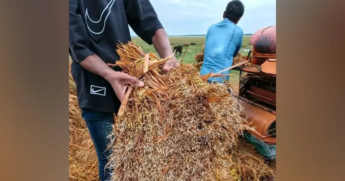 ধর্মপাশা-মধ্যনগরের হাওরে বিপর্যয়, পানিতে নষ্ট হচ্ছে পাকা ধান