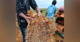 ধর্মপাশা-মধ্যনগরের হাওরে বিপর্যয়, পানিতে নষ্ট হচ্ছে পাকা ধান