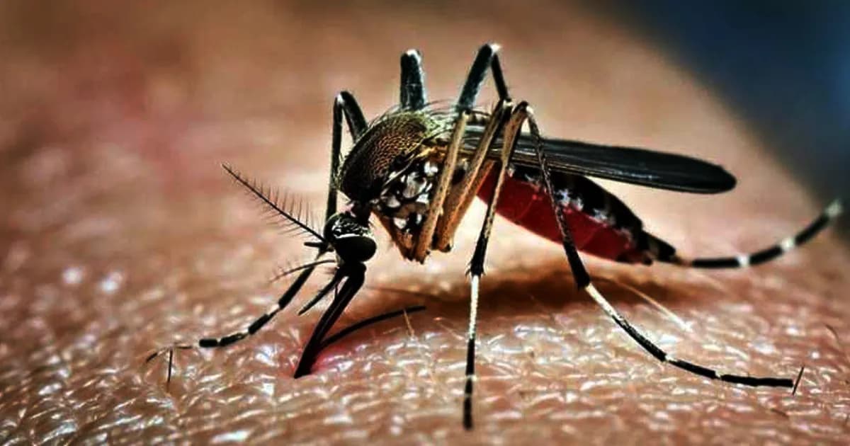 ডেঙ্গুতে একদিনে ৮ মৃত্যু, হাসপাতালে ভর্তি ৭৭৮