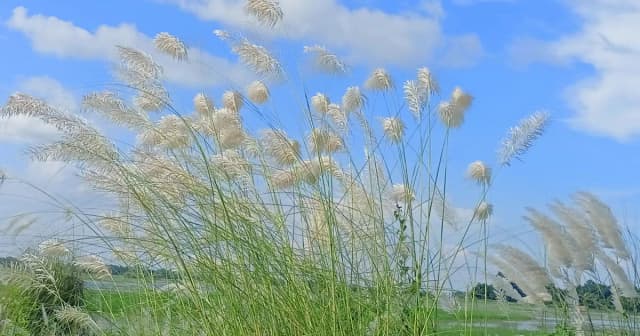 শরতের কাশফুল বাংলার প্রকৃতির সাদা শোভা