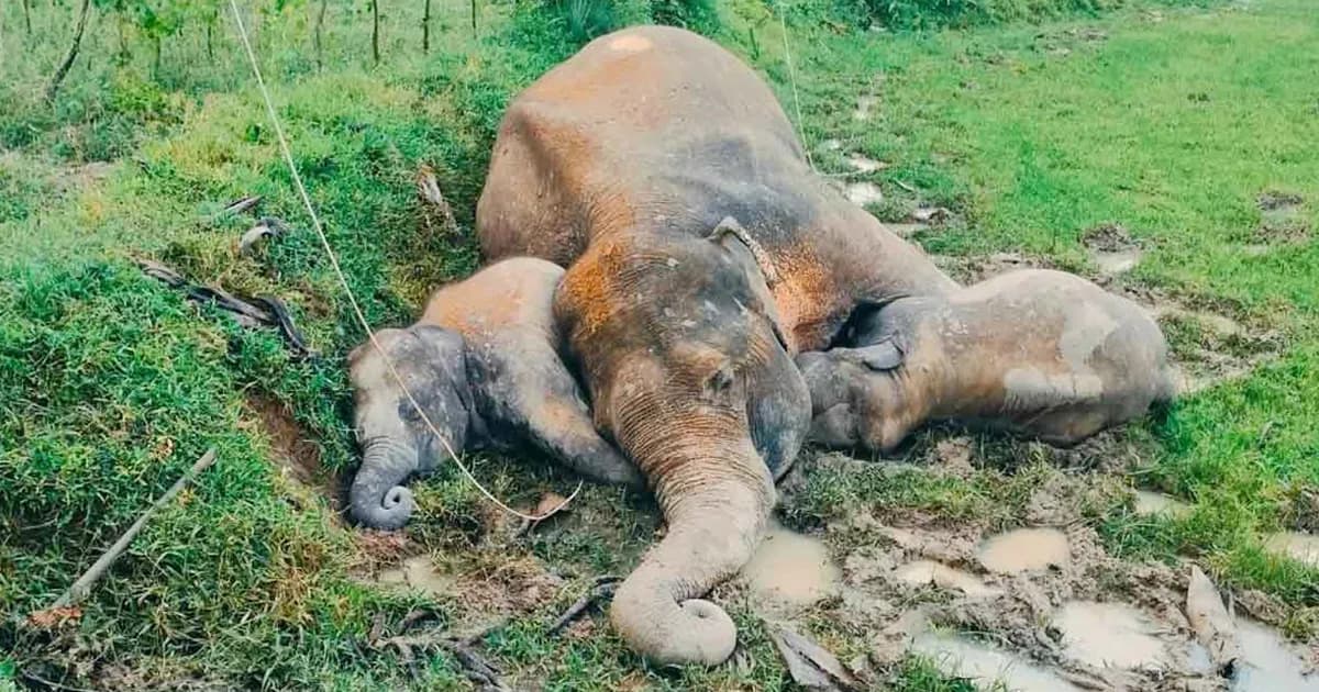 মৃত্যুর পরও মাকে ছাড়েনি ২ শাবক হাতি, ছবি ভাইরাল