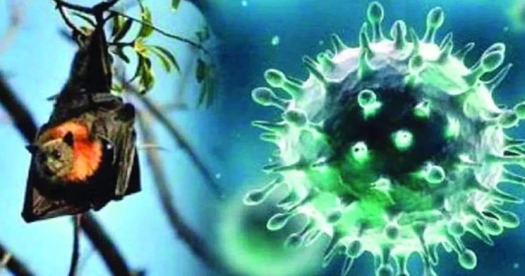 নিপাহ নয়, দেশে প্রাণঘাতী রূপ নিচ্ছে বাদুড়বাহিত নতুন ভাইরাস