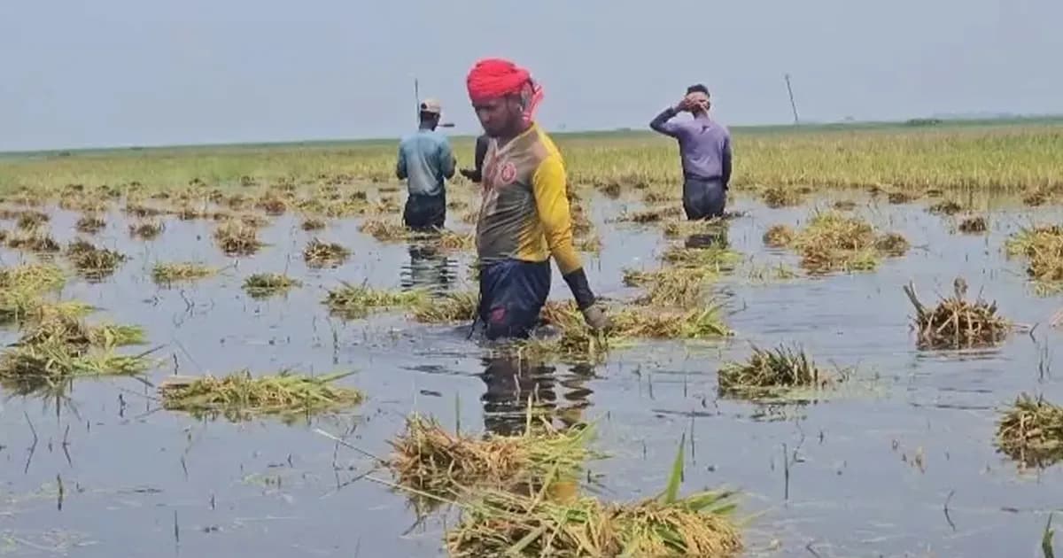 কিশোরগঞ্জে রেকর্ড বৃষ্টি, হাওরে ভাসছে কৃষকের স্বপ্ন